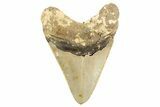 Fossil Megalodon Tooth - North Carolina #257777-1
